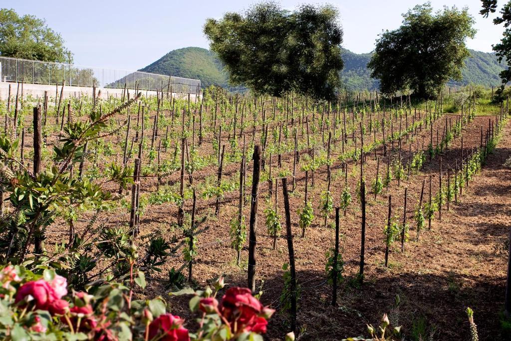 Tenuta D'Amore San Mango Piemonte Exterior foto